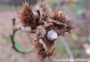 castanea_pumila_briggs-325x300-d